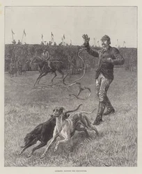 Coursing, Slipping the Greyhounds